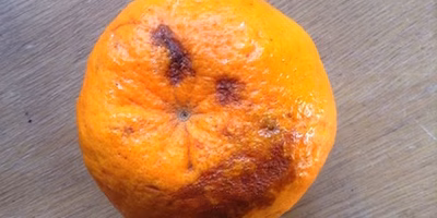 「一番美味しいものが売り物にならない」という農業にありがちな罠