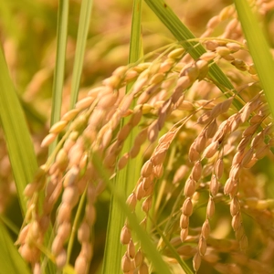 【ふっくらおいしい自然乾燥米】宮城県白石市産ひとめぼれ 5kg