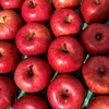 12月～ さむさわのりんご 贈答用 サンふじ 5キロ 14～18玉