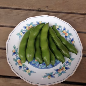 無農薬　たのしくそらまめ1kg