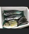 津本式！高級飲食店に卸す魚を体験できるお任せ鮮魚BOX⭐️魚介類の宝石箱⭐️