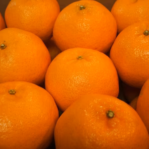 潮風を浴びて育った室戸ぽんかん 3kg