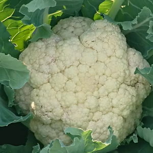 たくさん食べて綺麗に痩せよう‼️ リゾットビアンコ‼️