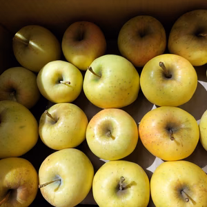 ☆特別栽培/化学農薬不使用りんご・訳あり加工用☆「アキタゴールド」5キロ