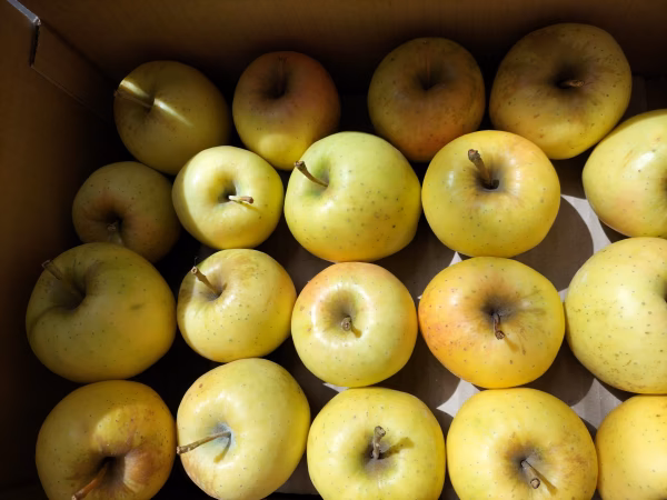 ☆特別栽培/化学農薬不使用りんご・訳あり加工用☆「アキタゴールド」5キロ