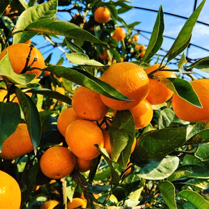 甘みと酸味のバランス抜群：宮川早生みかん（Mサイズ）