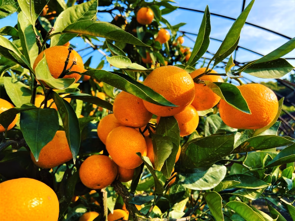 甘みと酸味のバランス抜群：宮川早生みかん（Sサイズ）