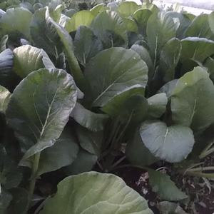 きおらさん専用野菜