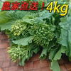 『菜花（なばな、菜の花、なのはな）4kg』朝取り農家直送 200g×20 南房総