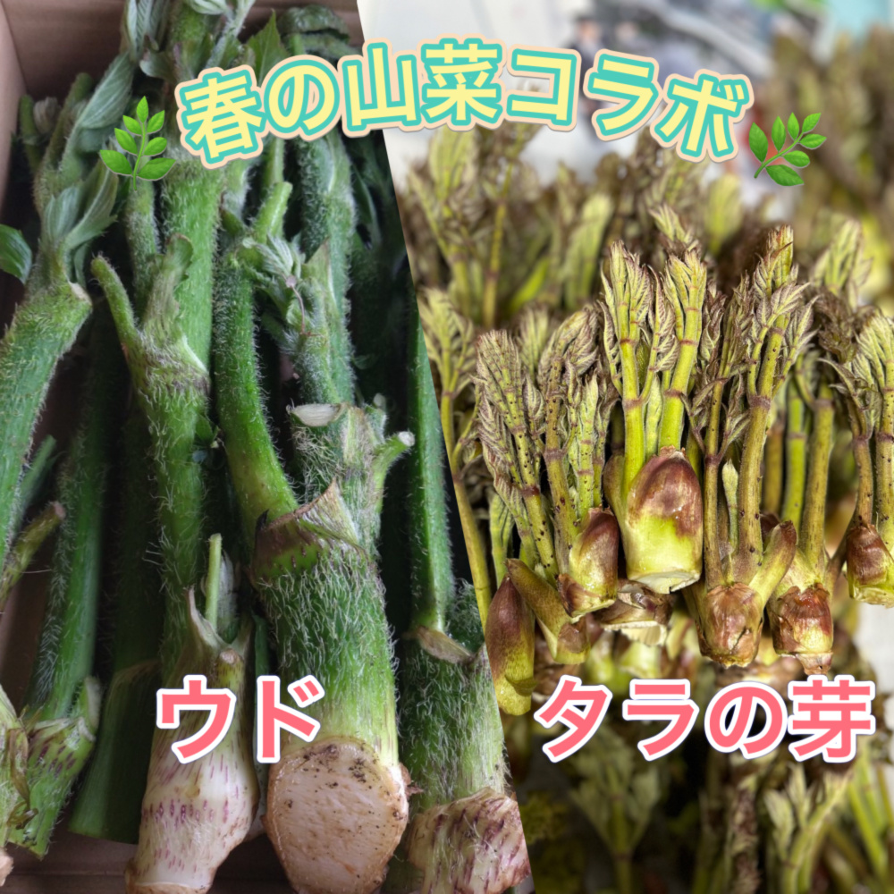山菜　こごみ　新潟県産　採れたて新鮮発送　 注文受け付けます。 山菜こごみ新潟県産採れたて新鮮発送