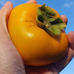 うっとり甘々秋の味　和歌山『平核無柿』