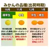 【今だけタイムセール×送料無料中】ベビーみかん 小粒4.5cm前後！和歌山有田産
