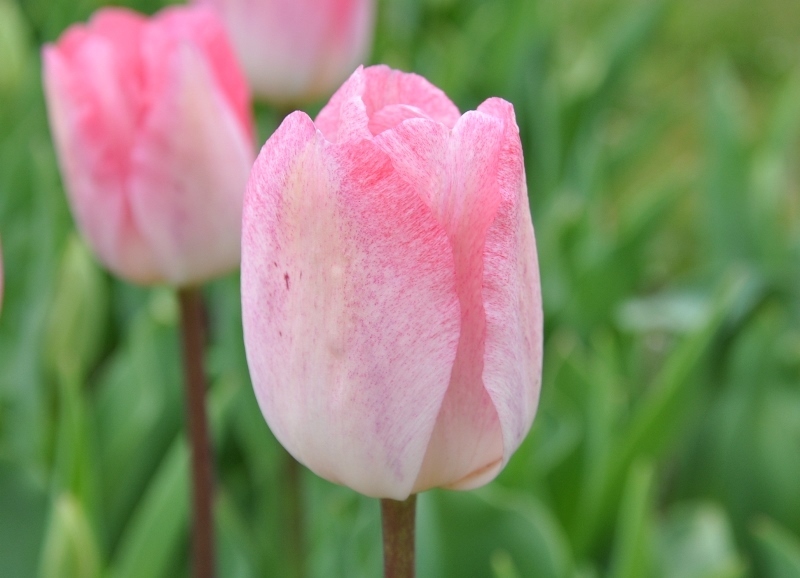 出品最後チューリップ】ピンク色 ガンダースラプソディ10本｜花
