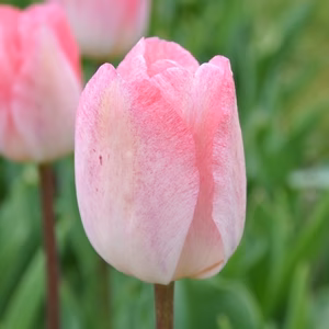 【出品最後チューリップ】ピンク色　ガンダースラプソディ１０本