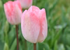 【出品最後チューリップ】ピンク色　ガンダースラプソディ１０本