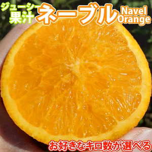 【少量販売！送料無料中】ネーブルオレンジ！和歌山県有田産/訳あり品