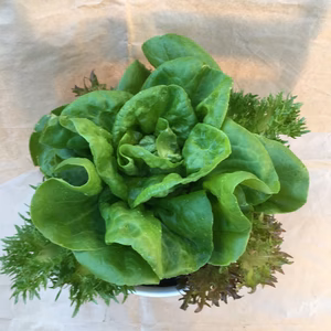 サラダ菜が食べごろよ♡生きてるレタスのサラダポット♡（丸鉢5株）
