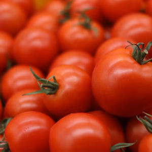 【限定10箱＊完売しました】トマト嫌いが好きになる？！大山うまみトマト