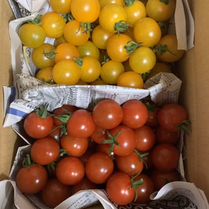 ミニトマト・ミニトマトイエロー食べ比べ‼︎ 味の変化をお楽しみくださいませ〜♪