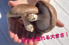ジャンボ椎茸（８個入り）