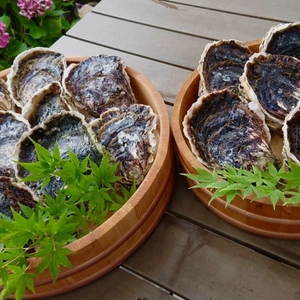 【海男で唯一の岩牡蠣】花美∼ハナビ∼（大16個）