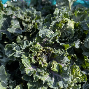 農家直送！！！　プチヴェール　一等品