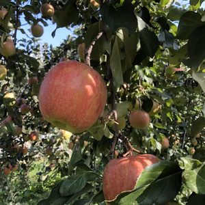 長野県中野市産 サンふじ シナノゴールド ミックス10キロ 家庭用