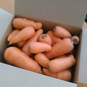 ほりたて新鮮！　有機にんじん60サイズ箱満載（約2㎏）