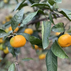 甘くって爽やか、姫みかん‼︎日南の姫　オマケ付き