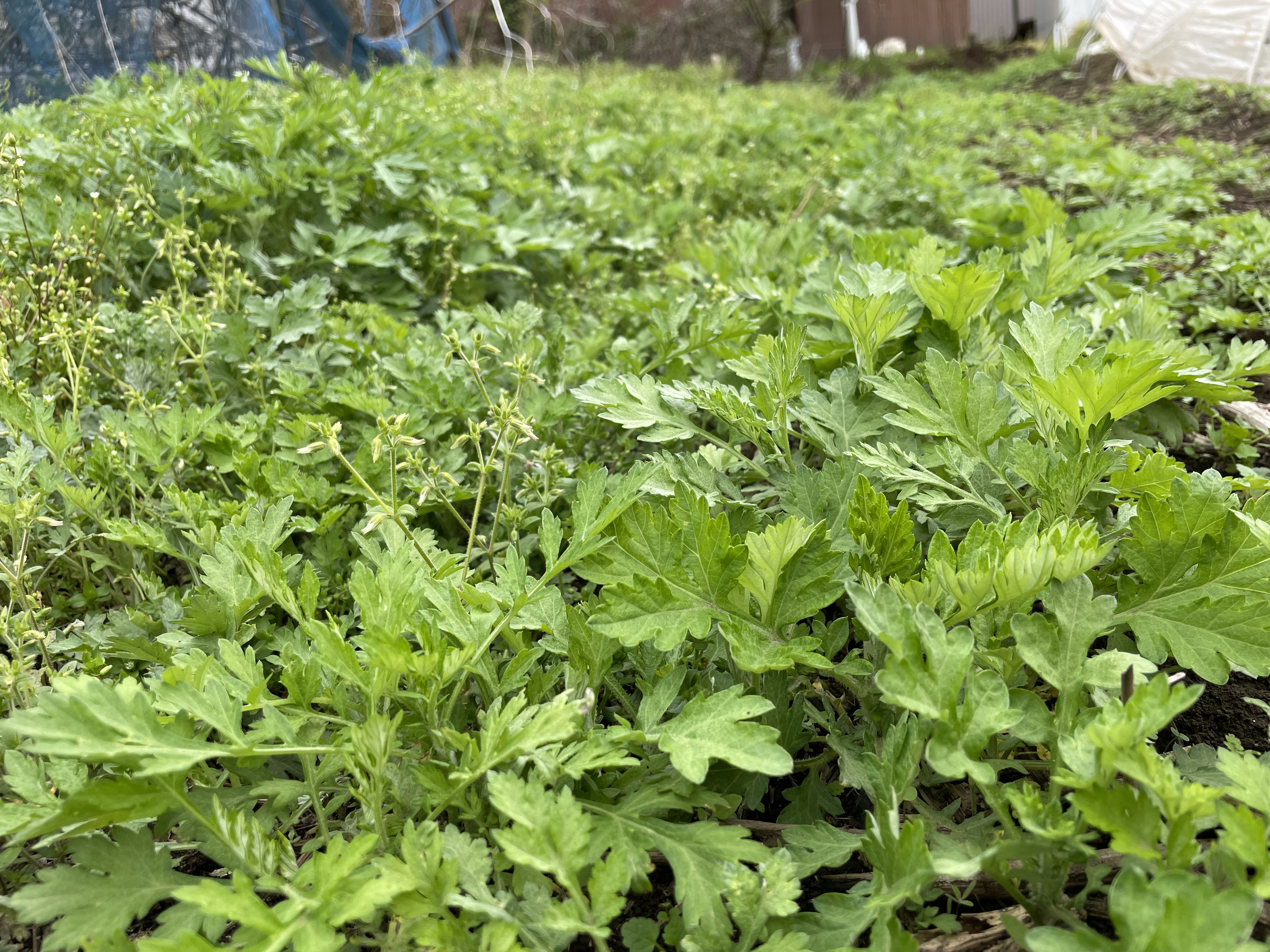 天然よもぎ!新芽を摘んでお届けします! 200g
