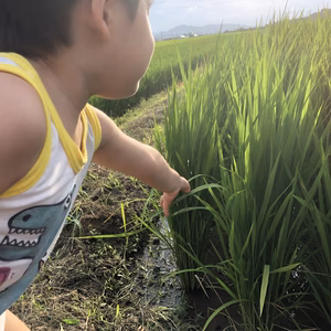 ⭐︎令和6年度　新米定期便10キロ熊本県七城米　ヒノヒカリ⭐︎3組限定の定期便