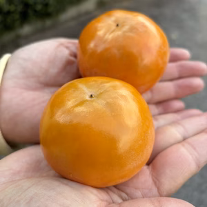 小玉　かわいい富有柿12個入り