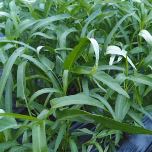 《期間販売》今が旬！空芯菜。