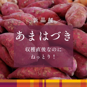 掘りたてなのに甘〜い！「あまはづき」