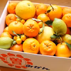 曽根花卉「柑橘詰め合わせ」10kg