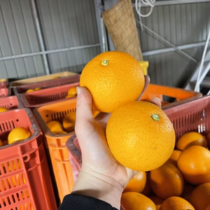 【紅・甘ッ・ホロ苦ッ】大人の味‼︎紅八朔「貯蔵熟成」