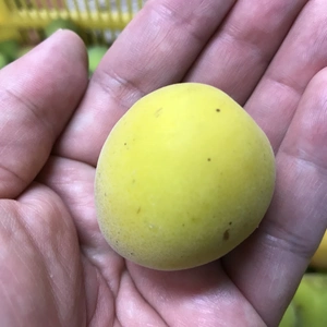 完熟 漬け梅用 のぶやんの梅 1kg 和歌山県産