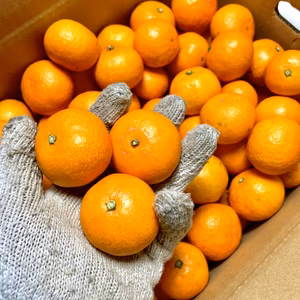 小さい。でも味は濃厚！【ちびっこみかん】3〜10キロ　ご家庭用