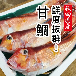 【待ちに待った出漁!!】捕れ次第発送！秋田沖 甘鯛 詰め合わせ☆ご注文承り中
