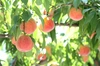 阿部農縁　福島県の桃100％　果肉たっぷりかき氷専用シロップ「うふふ」