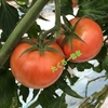 【大容量‼︎】たくろー君家のトマトぎっしり小ぶりサイズ