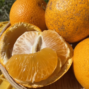 【和歌山県住みます芸人わんだーらんど】日高川町産 木成り八朔