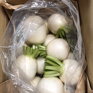 【訳あり】葉っぱ要らず春かぶ