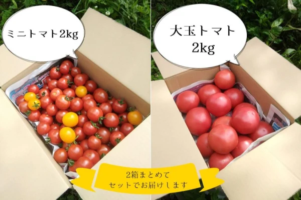 農薬・化学肥料不使用　大玉トマト＆ミニトマト 各2kg（クール便）