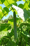 【山の寒暖差で育った】胡瓜の皇帝「四葉胡瓜」農薬/化学肥料/動物性堆肥不使用