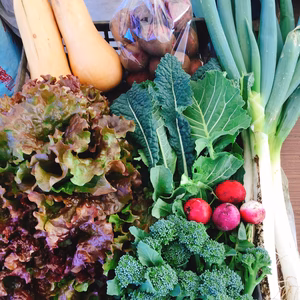 畑で直接手渡し 採れたてセット