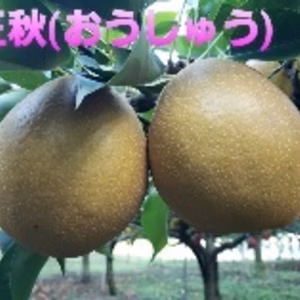 水分たっぷりでずっしり重い王梨3キロ、5キロダンボール箱入り(家庭用もあります)