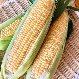 朝採り新鮮！北海道産とうもろこし　プレミアム味来
