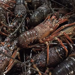 千葉県産活伊勢海老(訳あり)１匹280g前後