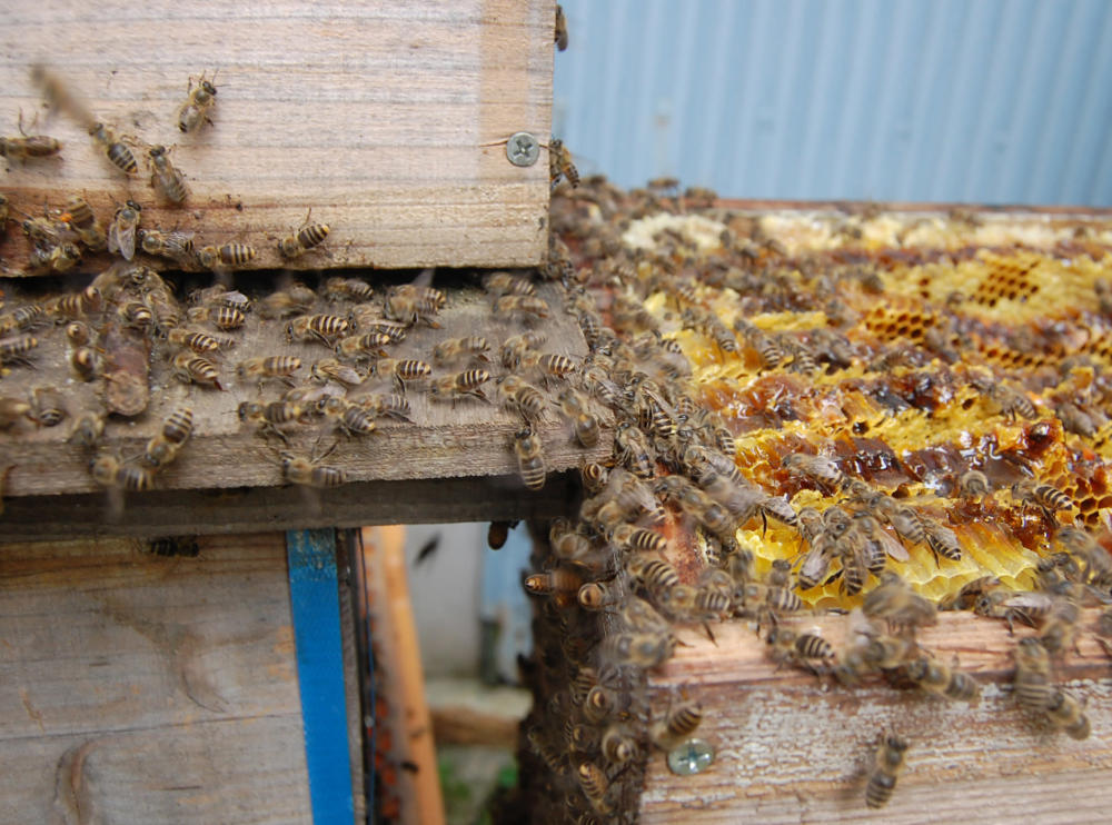 西洋ミツバチと日本ミツバチはどこが違うの 養蜂家さんに教えてもらいました 農家漁師から産地直送の通販 ポケットマルシェ